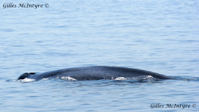 An other fin Whale / Un autre rorqual Commun.jpg