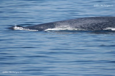 The blue Whale / Le rorqual Bleu.jpg