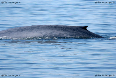 The blue Whale / Le rorqual Bleu.jpg