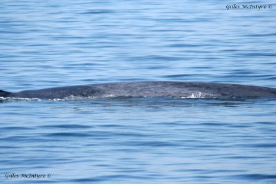 Blue Whale / Rorqual Bleu.jpg