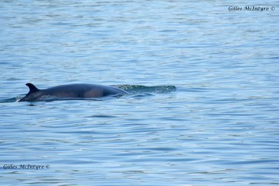 Fin Whale / Rorqual Commun.jpg