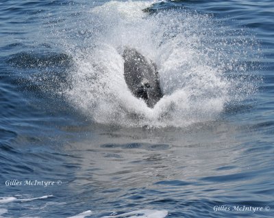 Small plunging fin-back whale out of water / Petit rorqual plongeant hors de l'eau.jpg