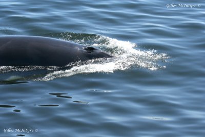 An other fin Whale / Un autre rorqual Commun.jpg