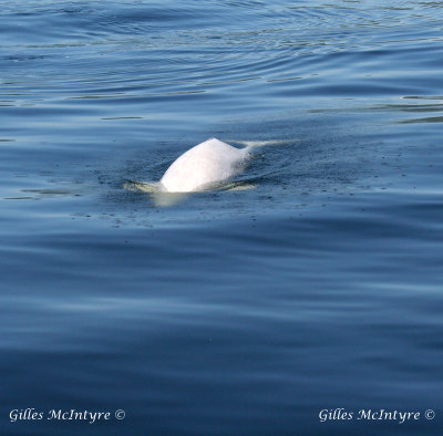 The beluga Whale / Le Béluga.jpg