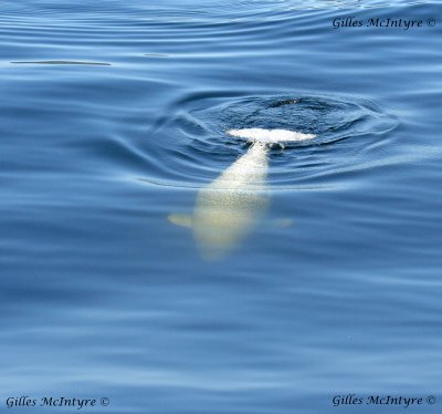 The beluga Whale / Le Béluga.jpg