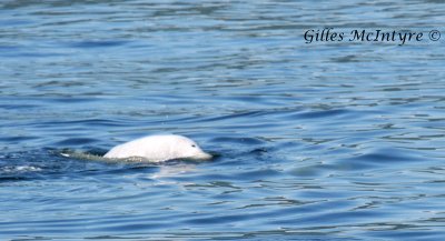 The Beluga / Le Béluga.jpg