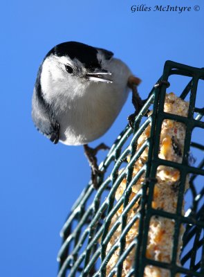 White-breasted Nuthatch / Sitelle  poitrine blanche.jpg