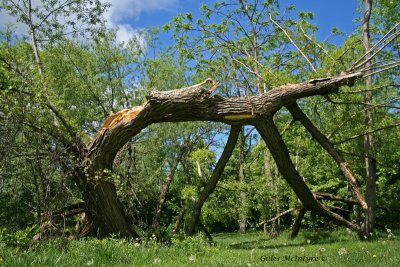 Broken tree / Arbre mort.jpg