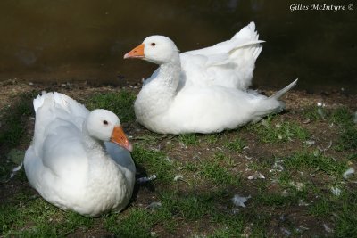 Snow Goose  /  Oies des Neiges.jpg