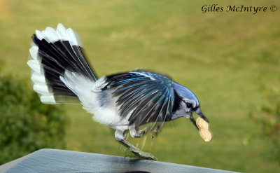 Blue Jay  /  Geai Bleu.jpg