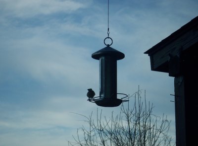 bird feeder