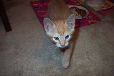 New kitten