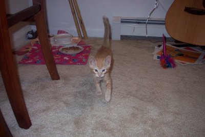 A trotting kitten