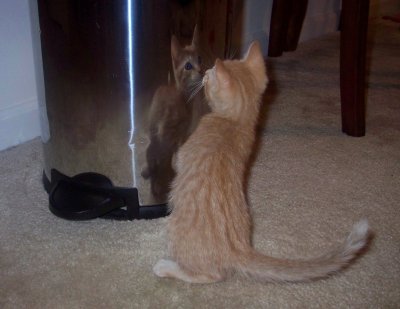 Reflection fighting!
