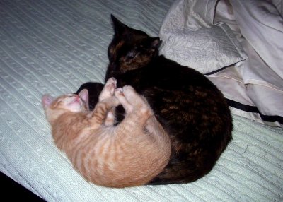 Sleeping kittens
