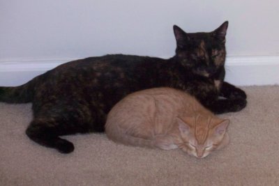 Content kittens