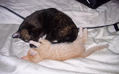 Intertwined kittens