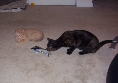 Cats inspecting