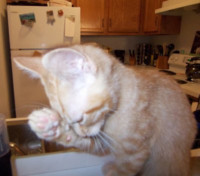 Celebrity kitten