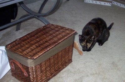 Cat eyeing box