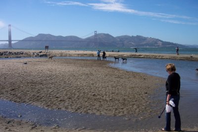 Dog running beach park