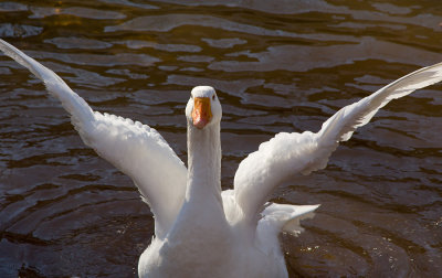 Bathing goose