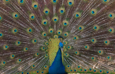 Peacock Showing Off