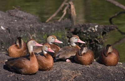 Ducks in a Row
