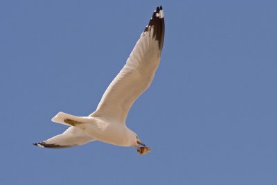 Flying Gull