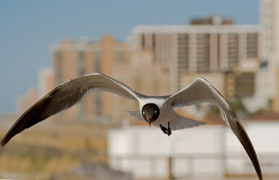 Atlantic City Gull