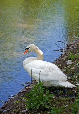 Swan on the canal