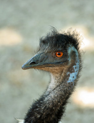 Curious Emu