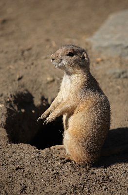 Prairie Dog