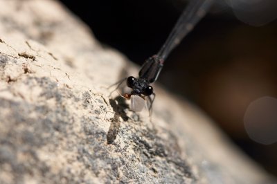 DmsFly_2043.JPG