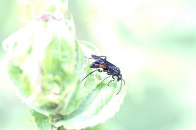 Wasp_2170.JPG