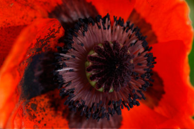 g6/45/786245/3/82005329.MQbGXYBy.jpg