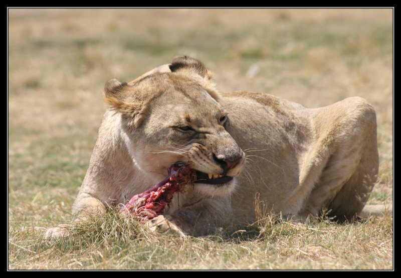 Lioness eating