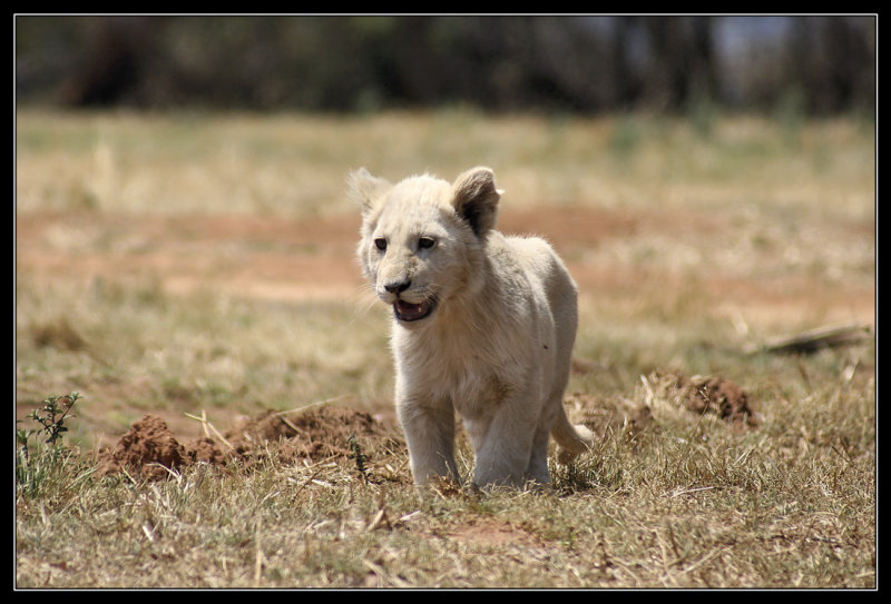 Lion Cub