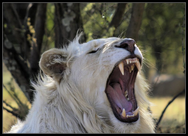 White Lion yawning