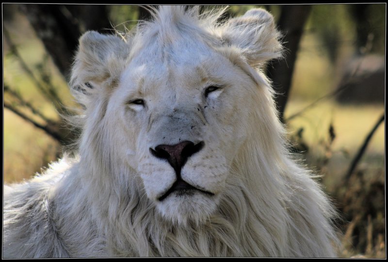 White Lion napping