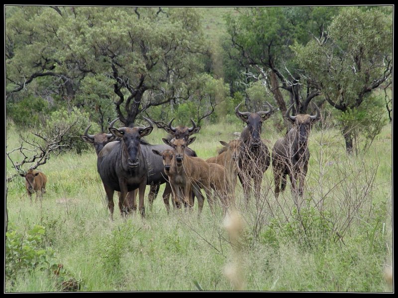  Bronkhorstspruit Gamefarm