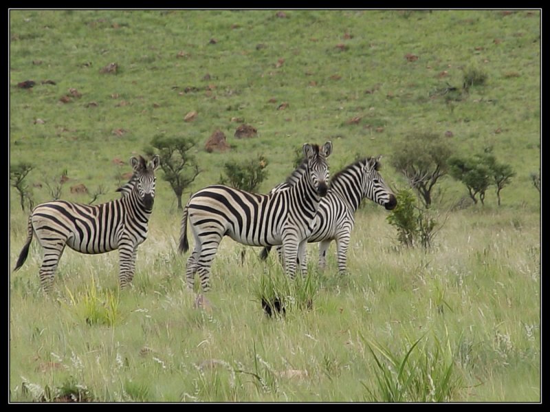  Bronkhorstspruit Gamefarm