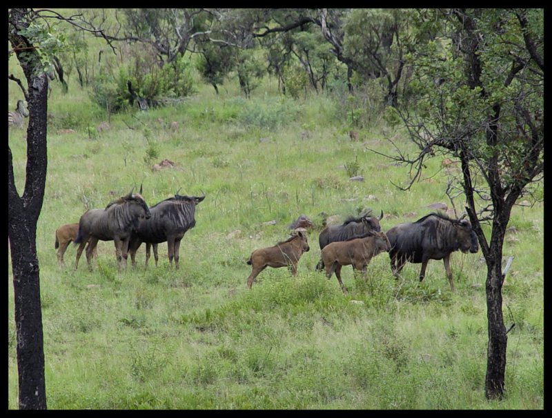  Bronkhorstspruit Gamefarm