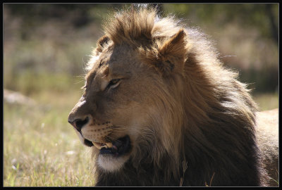 Male lion with dark mane 2