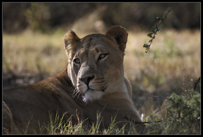 Lioness in shade