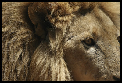 Male Lion closeup