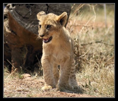 Stressed lion cub