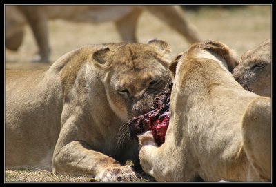 Lionesses eating