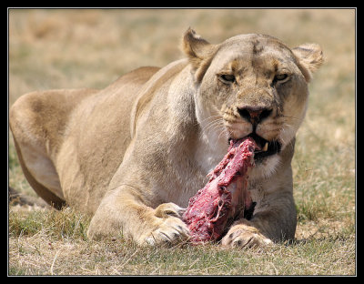 Lioness eating