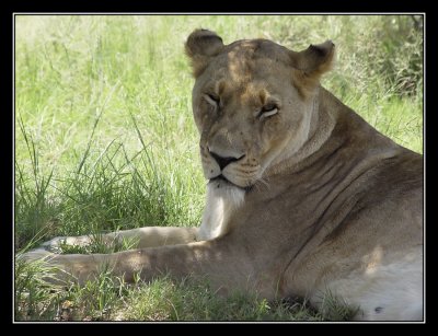 Krugersdorp Lion Park